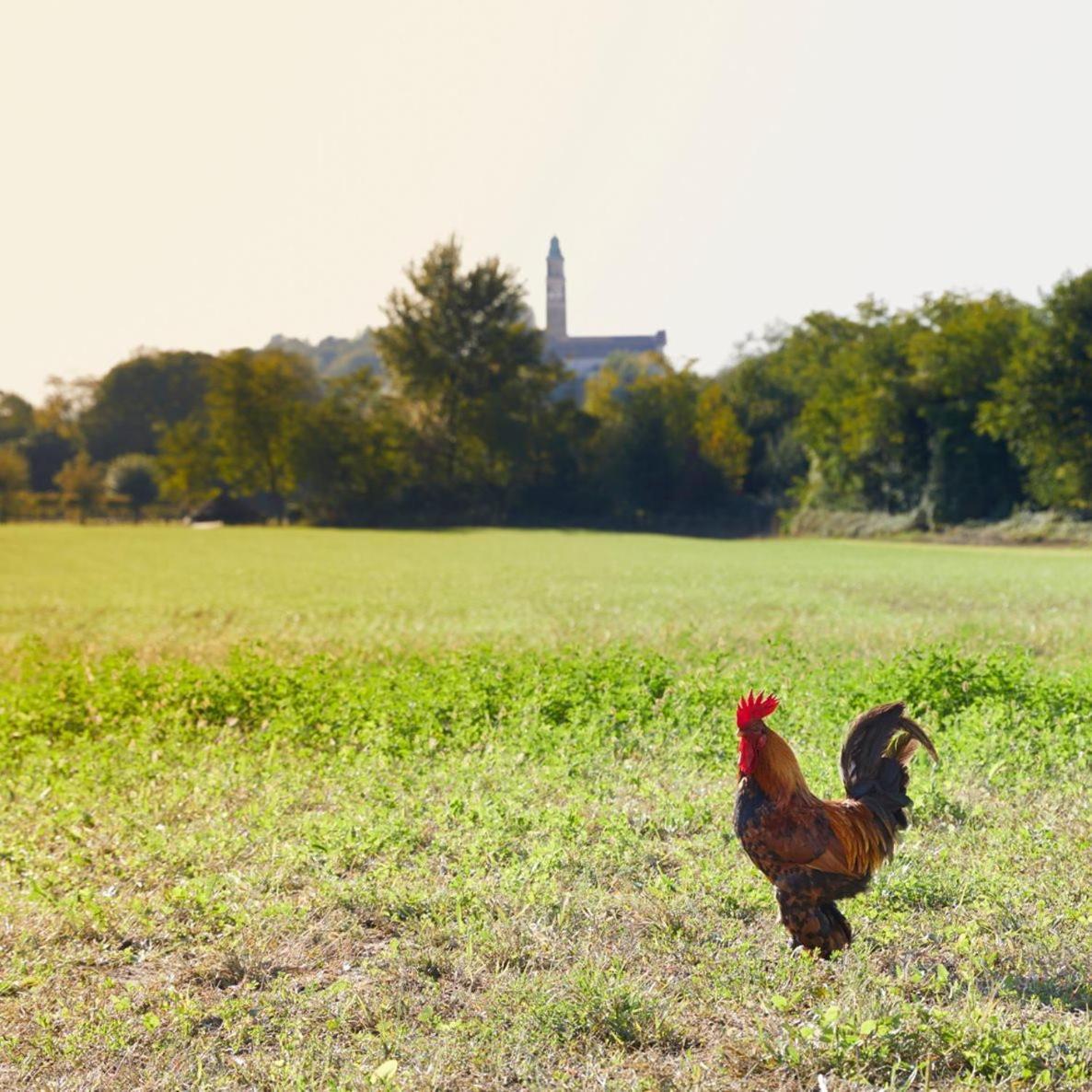 Asolo Norah's Hill Agri *