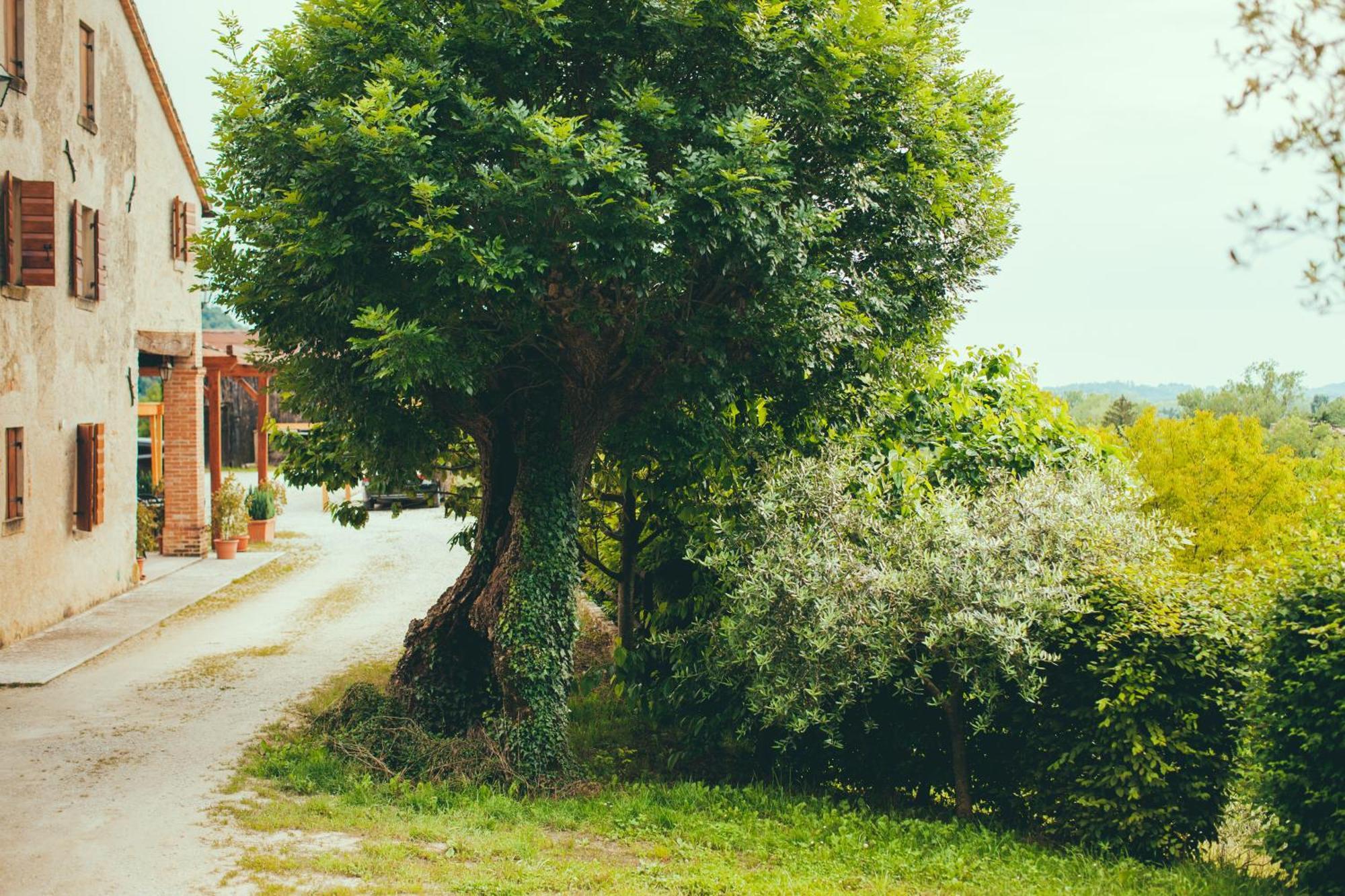 Asolo Norah's Hill Agri